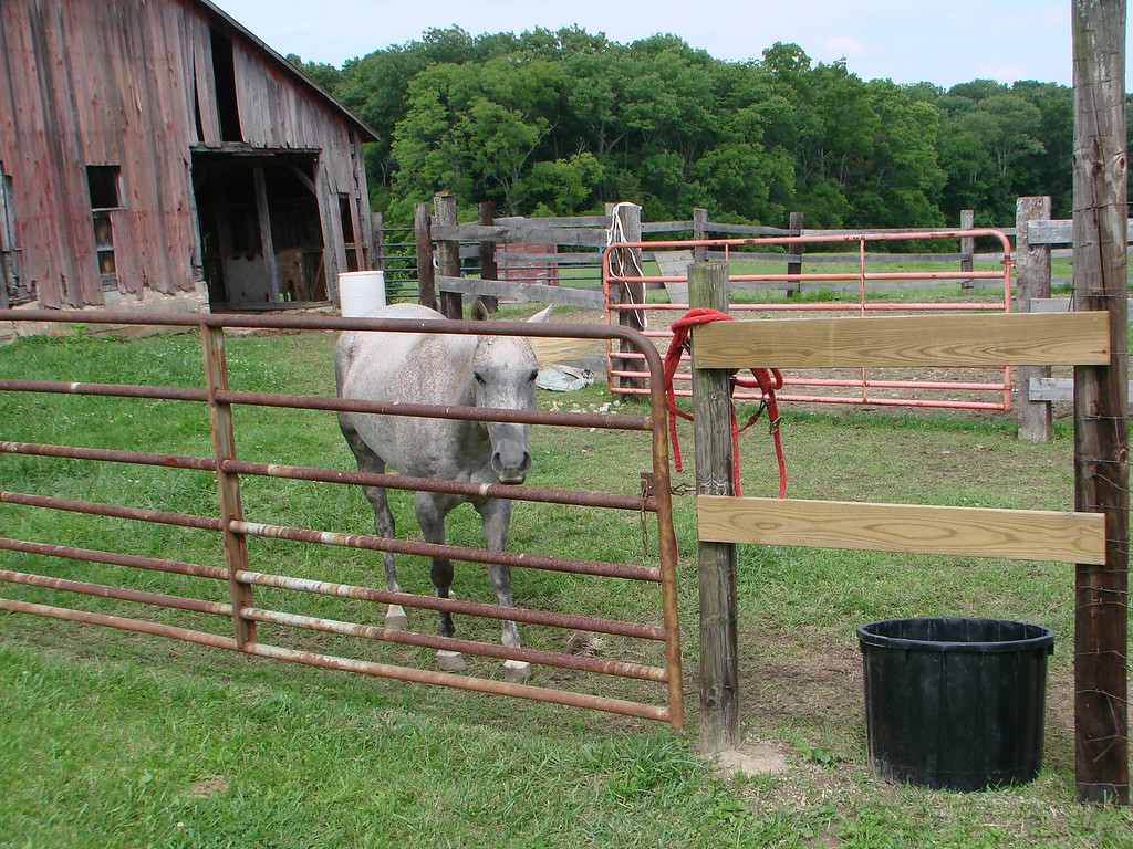 Woodland Trails By Scout Reservation, Camden, Ohio 2009 Aug 102-XL