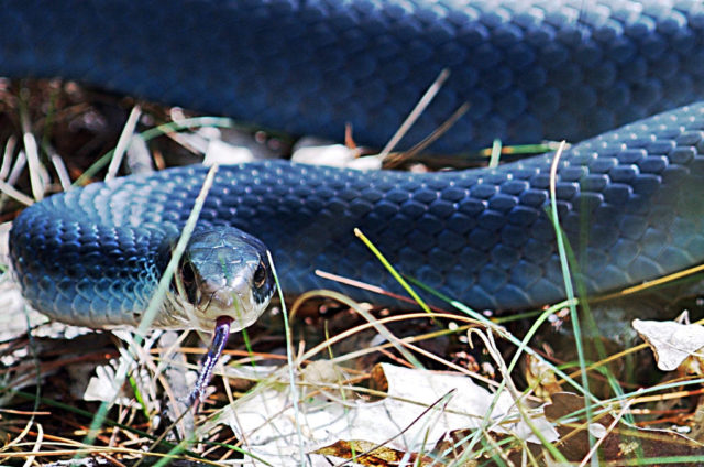 201307_blue-racer_9093422571-640x424