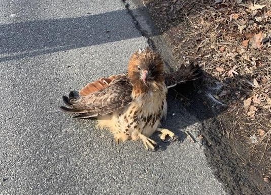 Red Tail Hawk struck by car