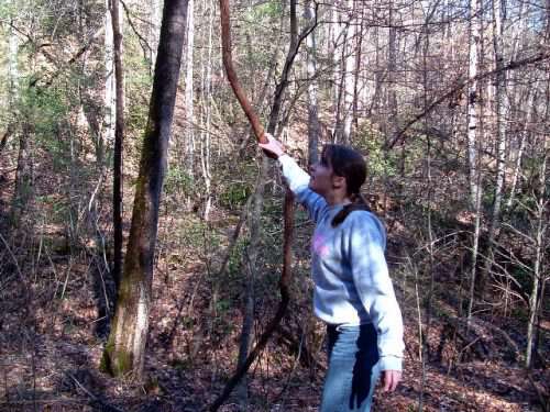 My-life-in-appalachia-swinging-on-grapevines-500x375