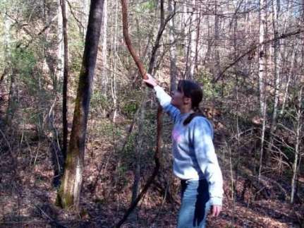 My-life-in-appalachia-swinging-on-grapevines-500x375