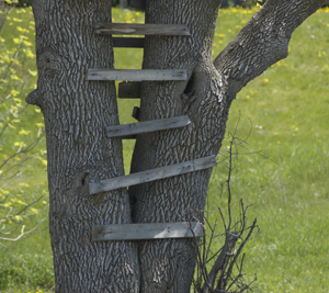 tree-house-ladder.jpg