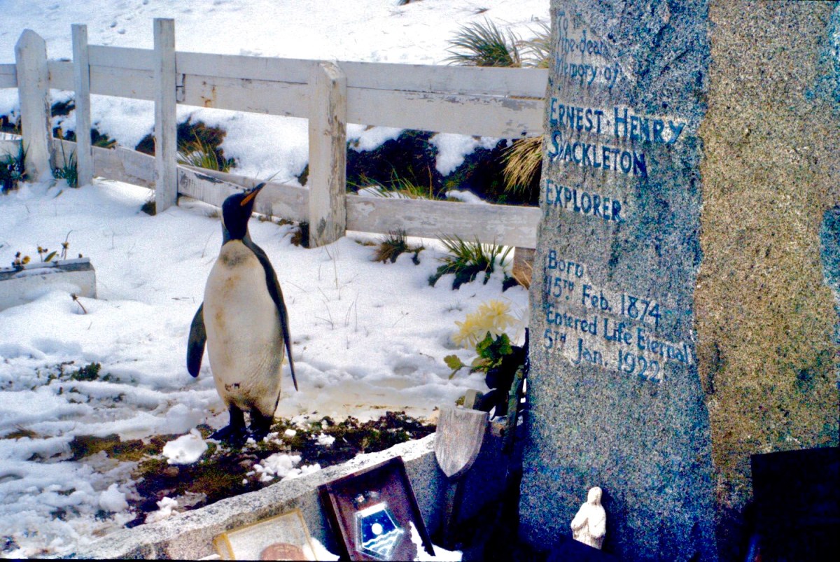 Shackleton’s Spirit Penguin